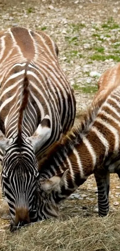 Zebra and foal grazing together on a sunny day.