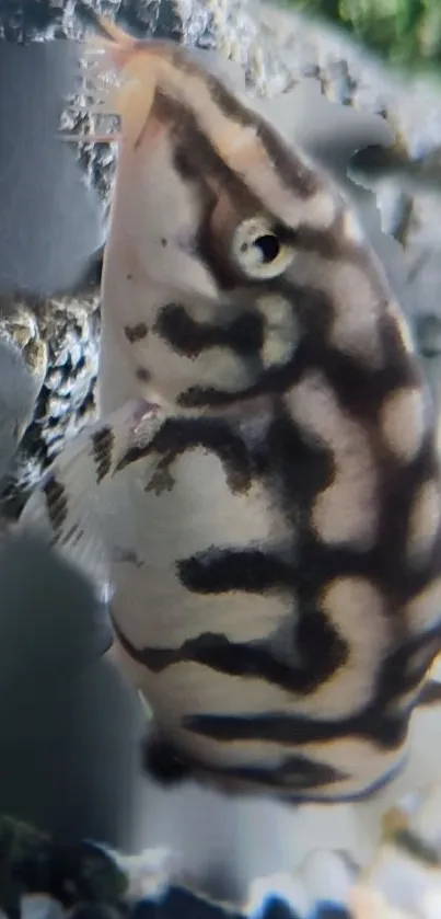 Close-up of a zebra fish swimming underwater against a textured backdrop.