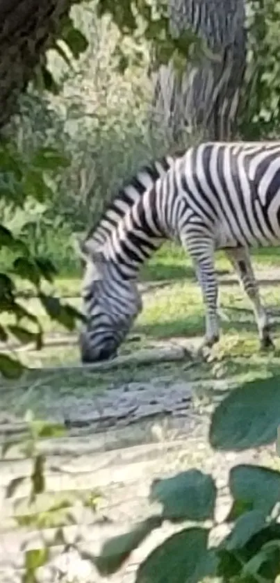 Zebra peacefully grazing in a lush green setting.