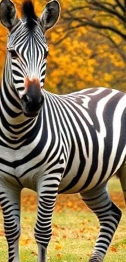 A zebra stands amidst autumn foliage, showcasing its iconic stripes.