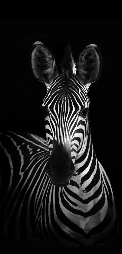 Black and white zebra portrait on dark background, highlighting elegant stripes.