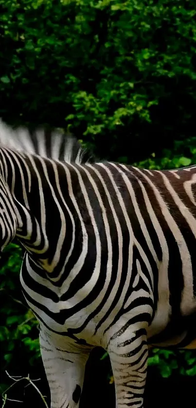 Zebra standing in vibrant green forest background.