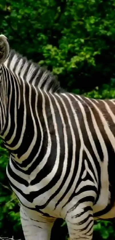 Zebra standing amidst lush green foliage, showcasing stripes.