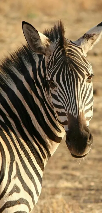 Zebra with black and white stripes in natural habitat on mobile wallpaper.