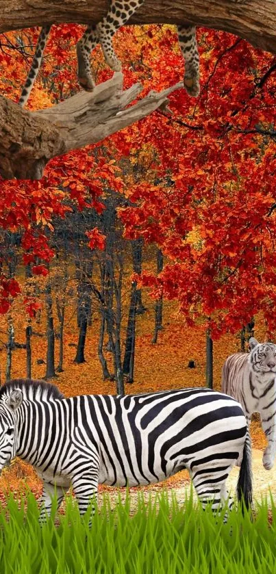 Zebra Plant Plant Community Live Wallpaper