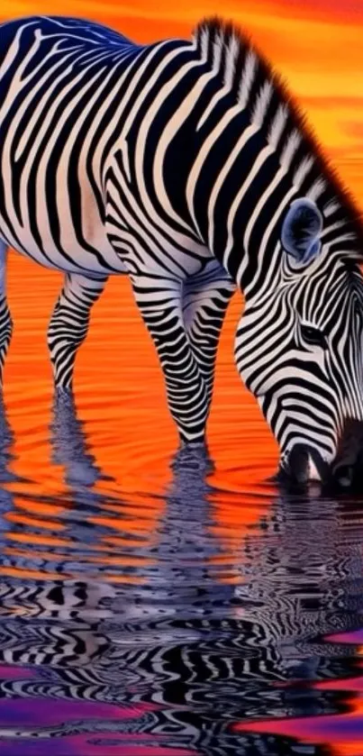 Zebra drinking water with sunset reflection.