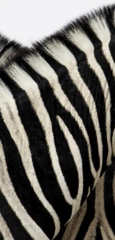 Zebra stripes wallpaper featuring elegant black and white patterns.