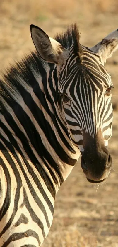 Zebra with striking black stripes on a beige background.