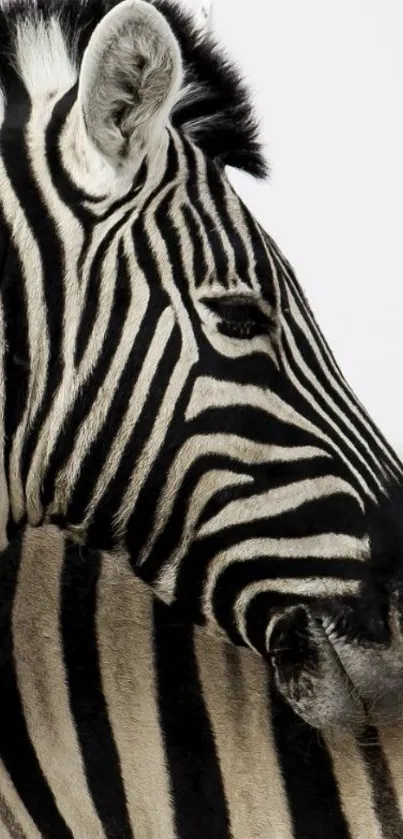 Zebra stripes phone wallpaper, bold black and white pattern.