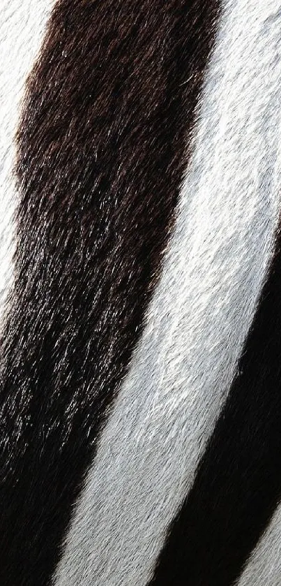 Close-up of zebra stripes showcasing bold black and white patterns.