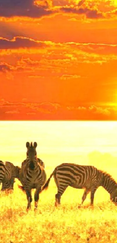 Zebras walking at sunset in an African savanna, with vibrant orange skies.