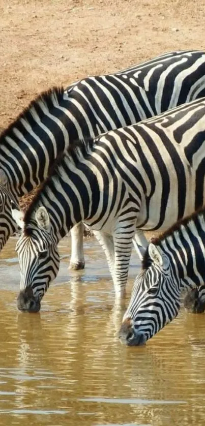 Three zebras drinking at a waterhole in a safari landscape.