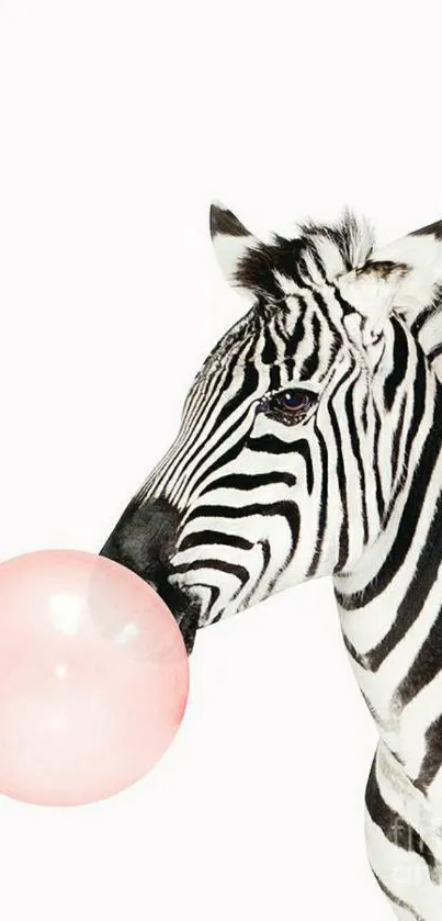 Zebra blowing a pink bubblegum with white background.