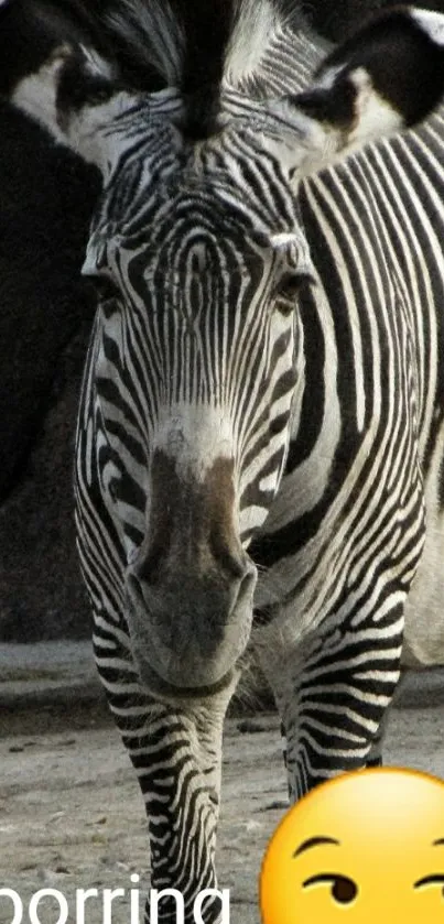 Zebra pattern with emoji on phone wallpaper.