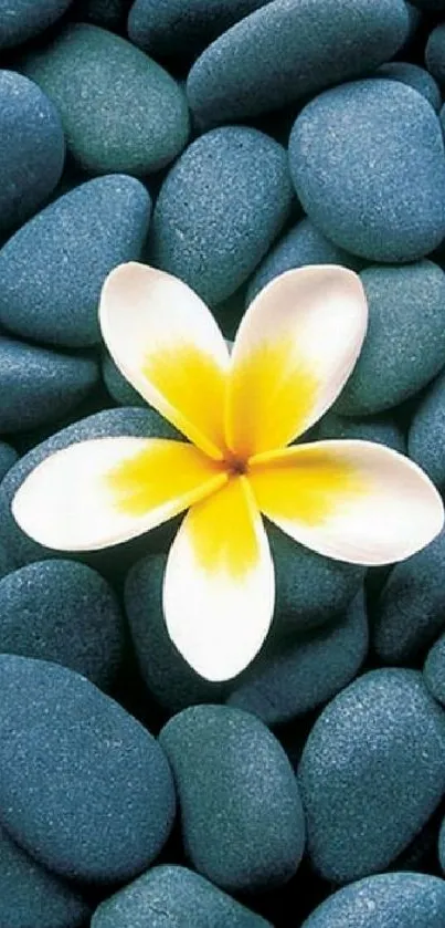 White flower on blue pebbles, peaceful wallpaper.