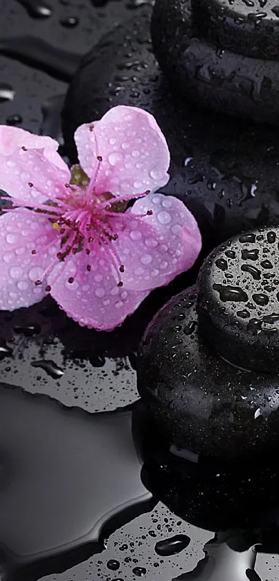 Zen stones and pink flower on a black background.