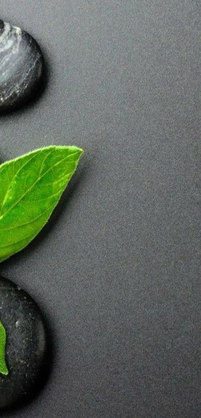 Zen stones with a bright green leaf on a textured gray background.