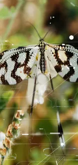 Abstract butterfly wallpaper with intricate patterns and natural colors.