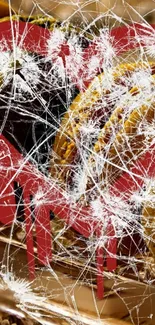 Abstract heart with white spider web on golden brown background.