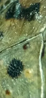 Close-up of insect wing texture in olive green tones.