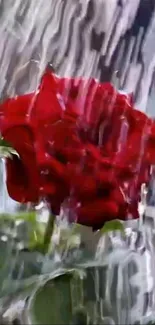 Abstract red rose with artistic rain effect.