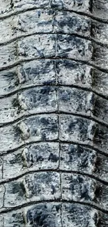 Close-up of gray reptile skin pattern in abstract texture.