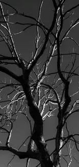 Black and white tree silhouette art on mobile wallpaper.