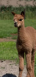 Brown alpaca standing in green pasture during daylight.