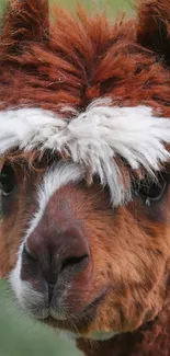 Cute alpaca with fluffy white hair in a green field.