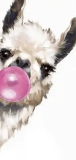 Cute alpaca blowing pink bubblegum on white background.