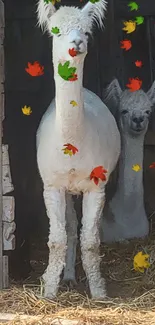 Two alpacas standing in a rustic barn setting.