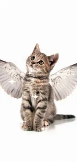 Adorable kitten with angel wings on white background.