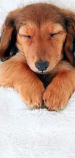 Baby and puppy sleeping on a white blanket, creating a cozy and adorable scene.