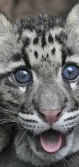 Adorable baby clouded leopard with expressive blue eyes and spotted fur.