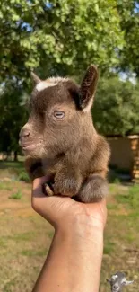 Adorable baby goat in hand, lush green background.