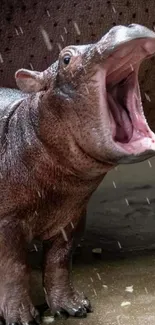 Cute baby hippo with open mouth on wet ground.