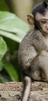 Cute baby monkey sitting on a log amidst green jungle foliage.