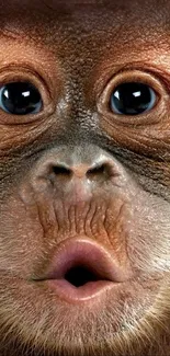 Close-up of an adorable baby orangutan face with expressive eyes.