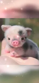 Adorable baby pig on hand with bokeh background, a charming mobile wallpaper.