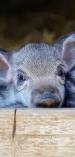 Adorable baby pig resting on a wooden surface in a cozy setting.