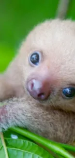 Adorable baby sloth nestled in green leaves.