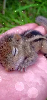 Adorable baby squirrel resting in hand on nature-themed wallpaper.