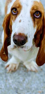 Adorable Basset Hound with brown ears and warm eyes on a light background.