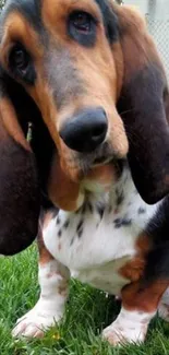 Adorable Basset Hound on grass