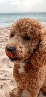 A cute, curly-haired dog on a sandy beach.