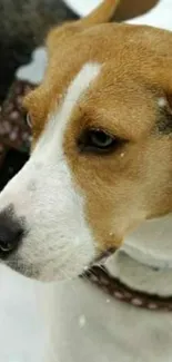 Beagle dog standing on snowy ground, looking contemplative.