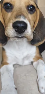 Adorable beagle puppy laying down on a soft background.