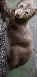 Brown bear cub climbing a tree in the forest.