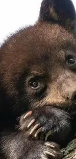 Adorable bear cub snuggled in a tree.