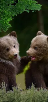 Two playful brown bear cubs in a lush green forest background.